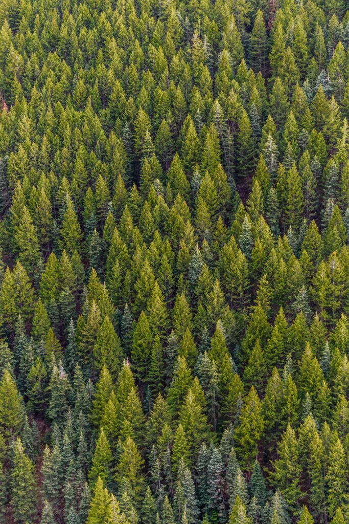 pexels-photo-1179229-1179229 A high-angle view of a lush, vibrant pine forest, showcasing nature's beauty from above.